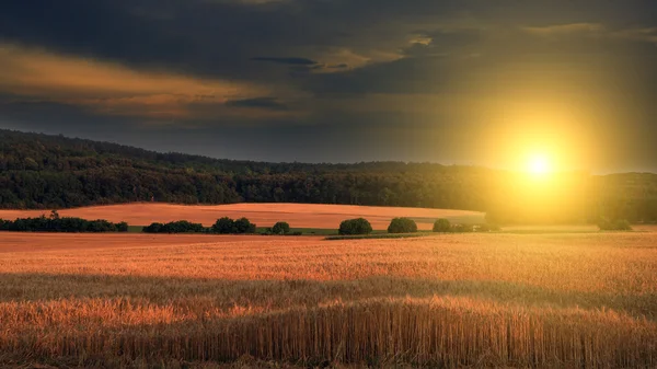 Campos de milho — Fotografia de Stock