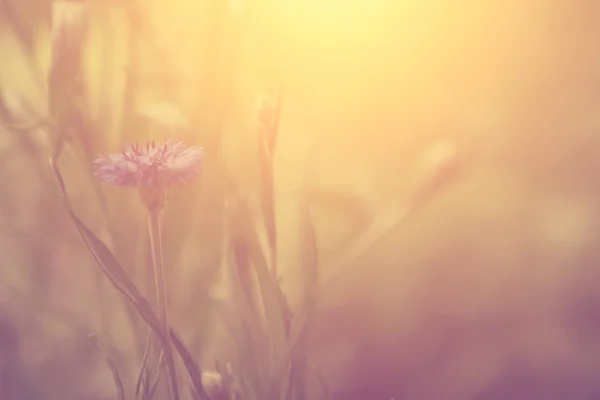 Vilda blommor — Stockfoto