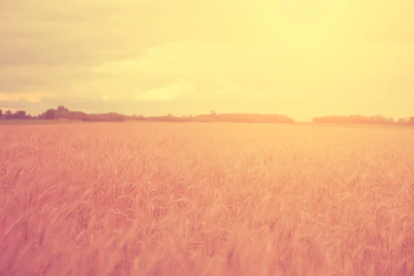 Wheat field — Stock Photo, Image