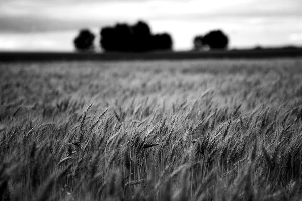 Campo de trigo — Fotografia de Stock