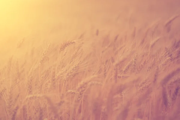 Wheat — Stock Photo, Image