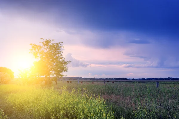 Wild flower field — Stock Photo, Image