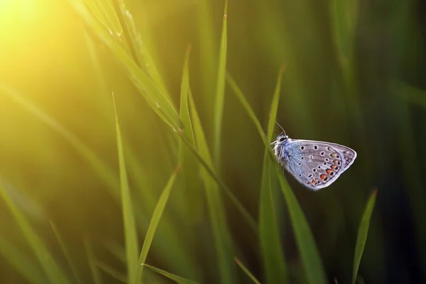 Бабочка на траве — стоковое фото