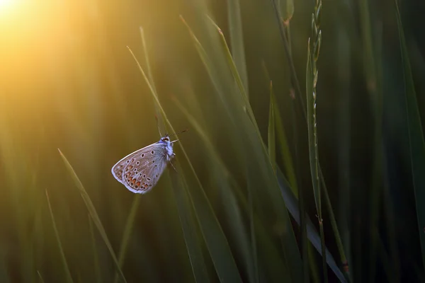 Farfalla sull'erba — Foto Stock