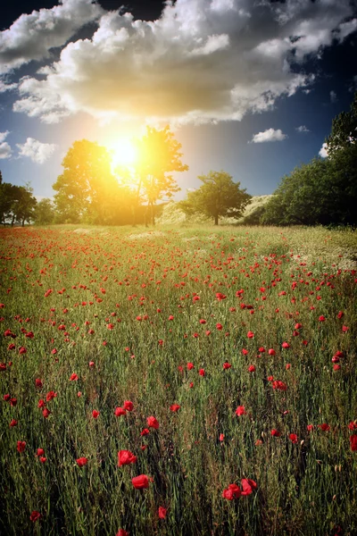 Rural landscape with lots of red poppies — Stock Photo, Image