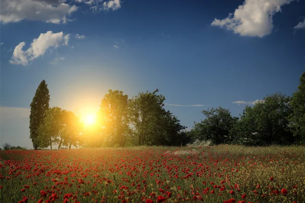 Rural landscape with lots of red poppies — Stock Photo, Image