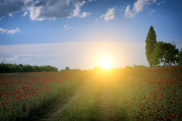 Paisaje rural con muchas amapolas rojas — Foto de Stock