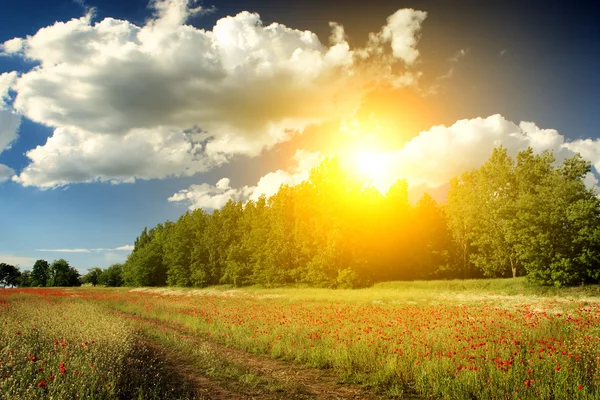 Morning lights in the forest — Stock Photo, Image