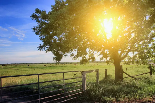çiftlik çit ve ağaç
