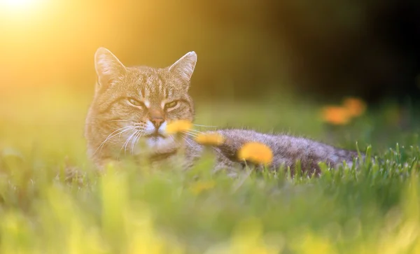 Cat on wild flower field — Stock Photo, Image