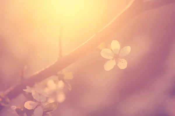 Flor de cerezo — Foto de Stock