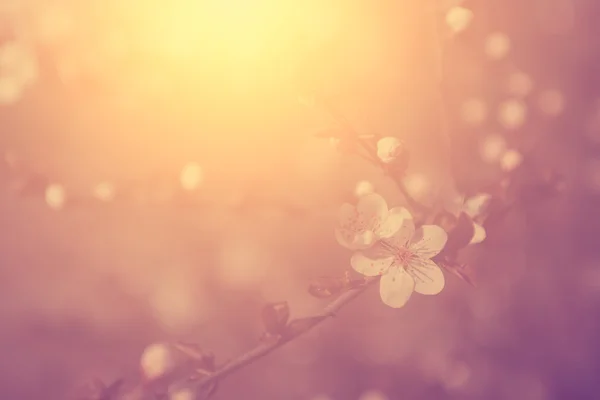 Cherry blossom — Stock Photo, Image