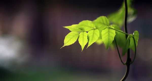 Herbstblätter — Stockfoto