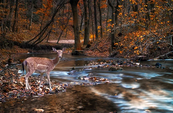 Vackra hjortar i skogen med floden — Stockfoto