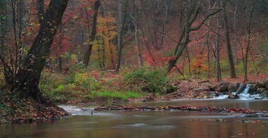 orman ile göl ve sonbahar manzara.