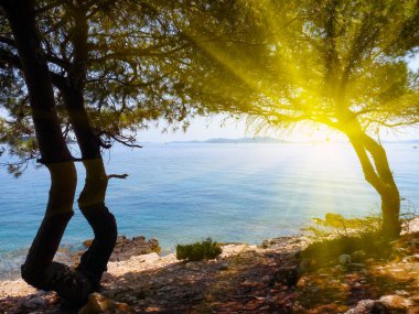 ağaç deniz ve doğa manzarası