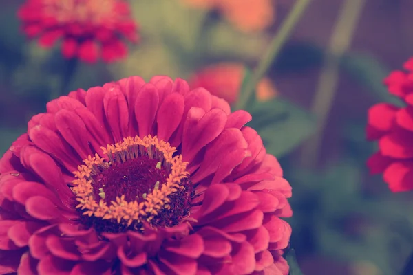 빈티지 꽃 — 스톡 사진
