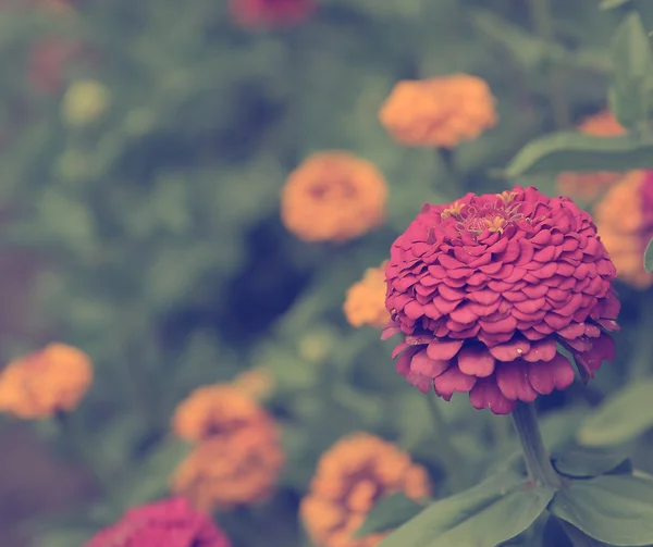 Vintage flower — Stock Photo, Image