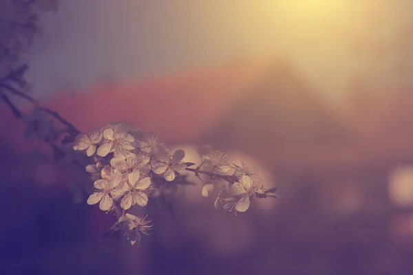 Floare de cireșe vintage — Fotografie, imagine de stoc