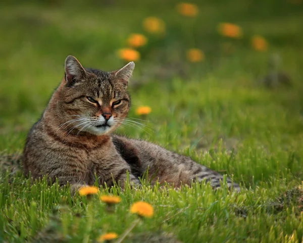 Gato en la hierba —  Fotos de Stock