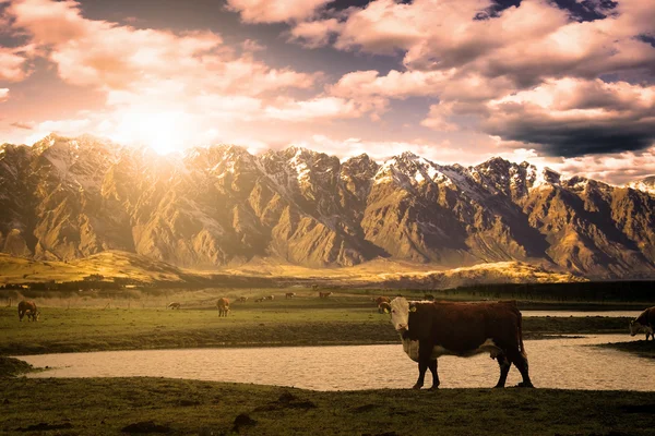 Mucca con sfondo di montagna — Foto Stock