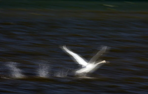 Swan i flyg — Stockfoto