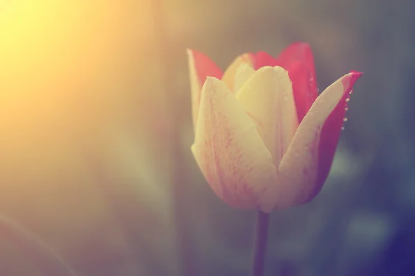 Vintage tulip — Stockfoto