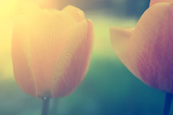 Tulipán vintage — Foto de Stock