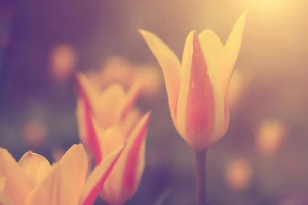 Tulipán vintage — Foto de Stock