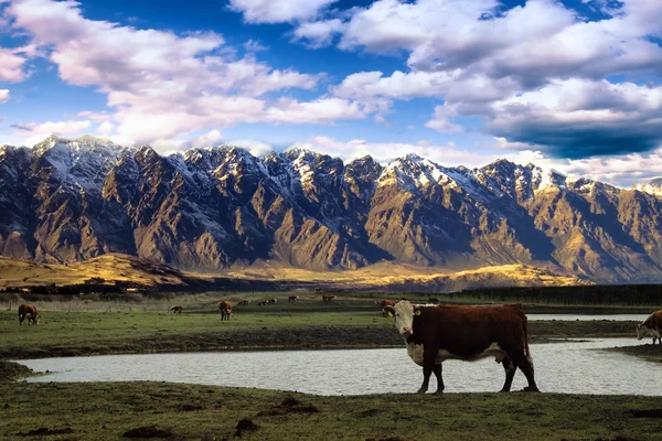 Корова з гірським фоном — стокове фото