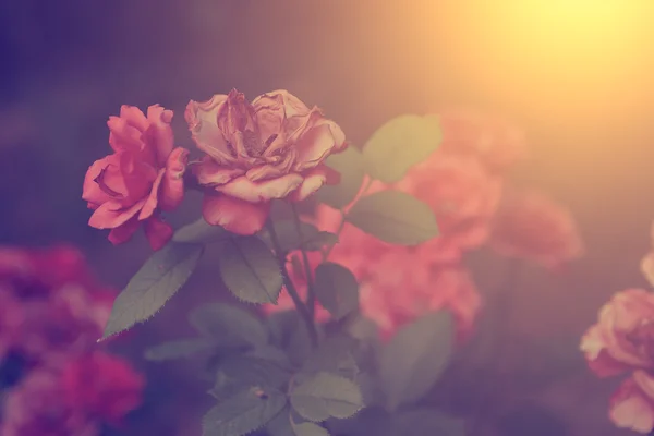 复古玫瑰 — 图库照片