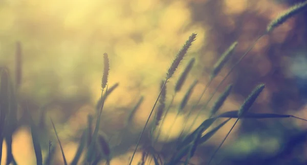 Vintage buğday yakın çekim — Stok fotoğraf