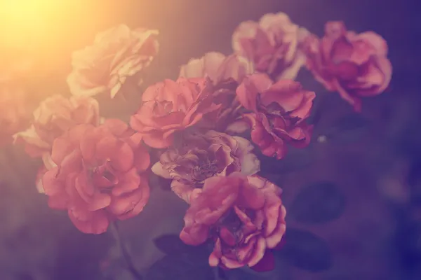 Vintage rose — Stock Photo, Image