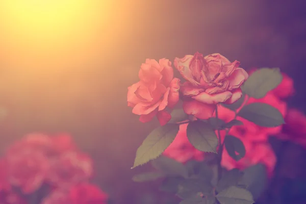 Vintage Róża — Zdjęcie stockowe