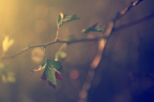 Jahrgangsfoto der Herbstblätter — Stockfoto