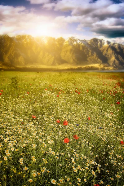 Wiese mit Bergkulisse — Stockfoto