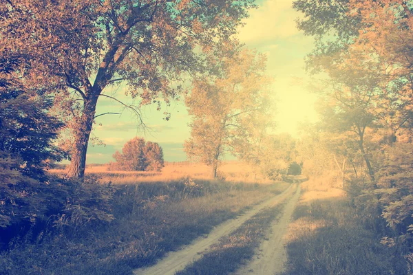 Caminho da floresta vintage — Fotografia de Stock