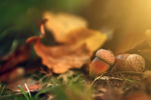 Eiche hautnah im Herbstlaub — Stockfoto