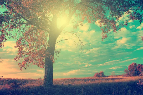 Foto vintage de árbol solitario en octubre . —  Fotos de Stock