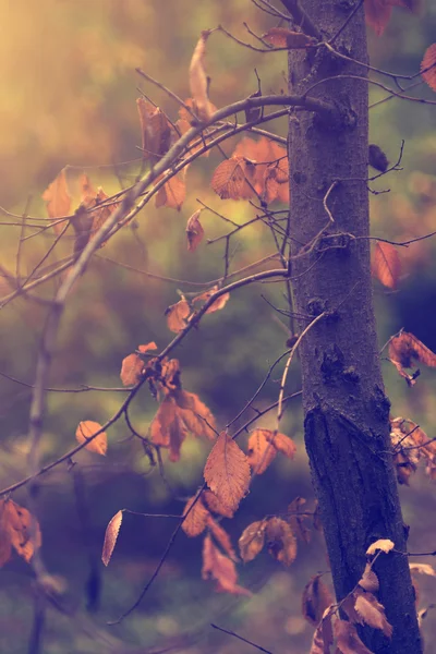 Foto vintage de hojas de otoño en octubre — Foto de Stock