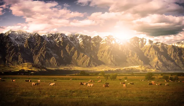 Manada de vacas ao pôr-do-sol — Fotografia de Stock