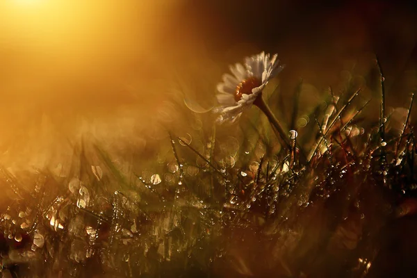 Makro zobrazení wildflower — Stock fotografie