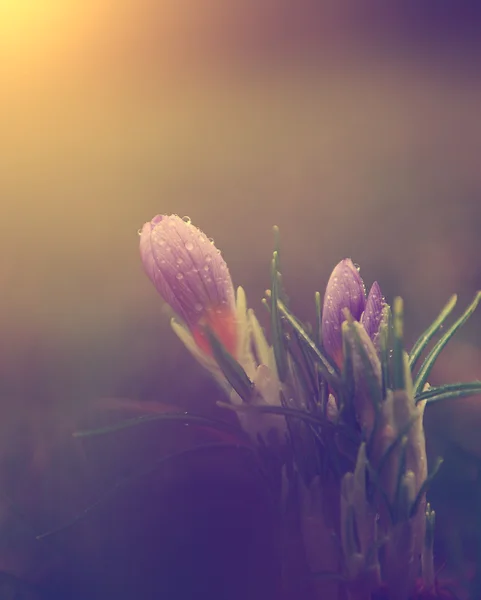 Vintage fleur de crocus — Photo