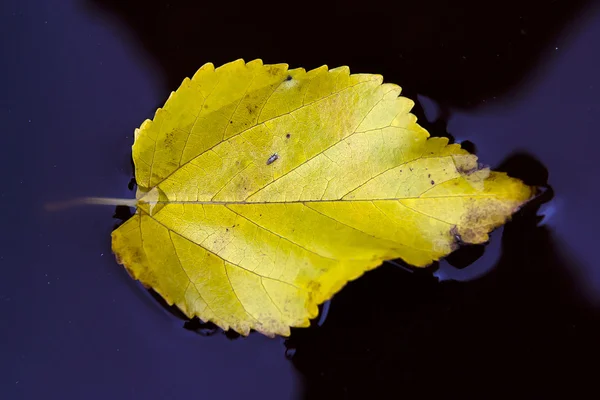 Autumn leaf in water — Stock Photo, Image