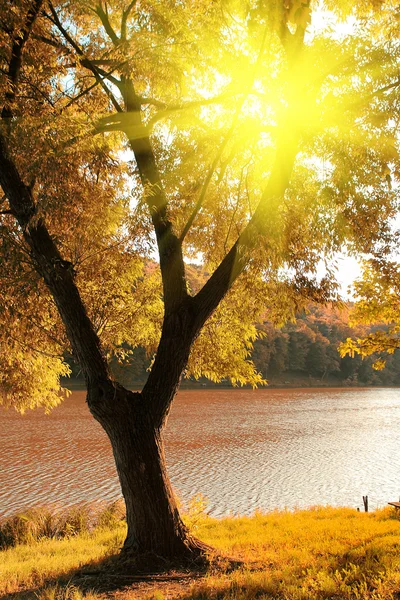 Autumn scene with ray of light — Stock Photo, Image