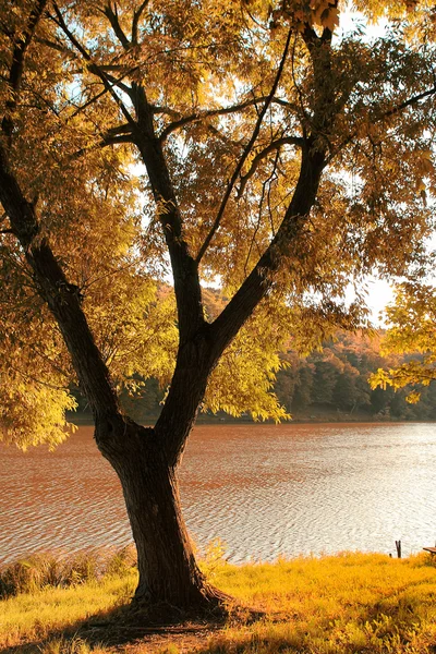 Cena de outono com lago — Fotografia de Stock