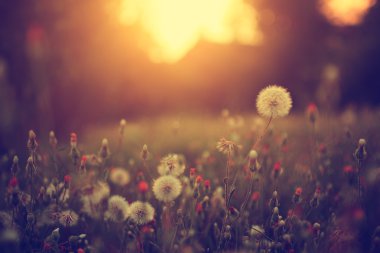 Vintage photo of dandelion field in sunset clipart