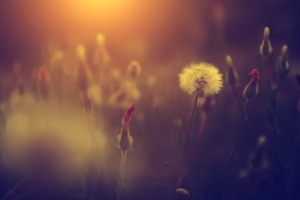 Foto vintage del campo de diente de león en la puesta del sol —  Fotos de Stock