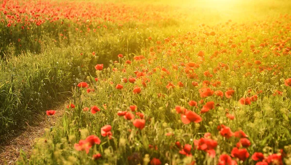 Vintage photo of poppies in sunset — Stock Photo, Image