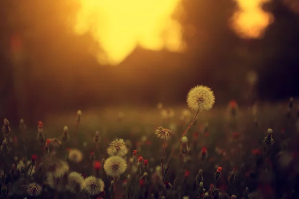 Foto vintage del campo de diente de león en la puesta del sol — Foto de Stock